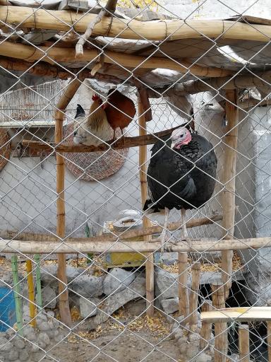 عکس باغ و رستوران سنتی