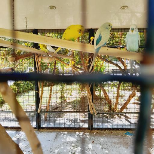 عکس باغ خانواده شمس