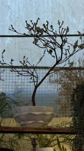 عکس کافه گلخونه