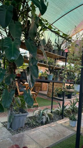 عکس کافه گلخونه