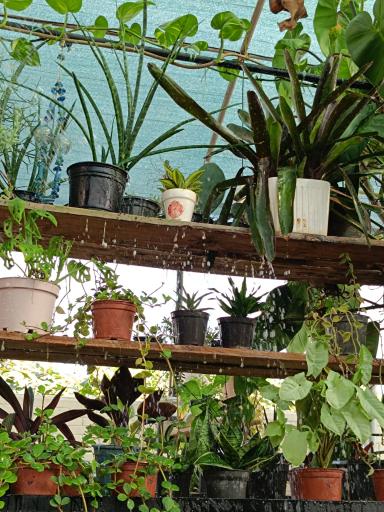 عکس کافه گلخونه