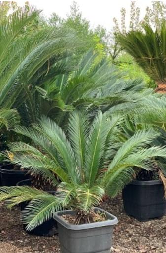 عکس باغ گل سعید کریمی