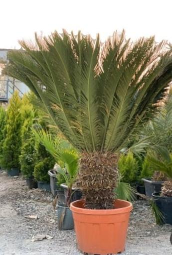 عکس باغ گل سعید کریمی