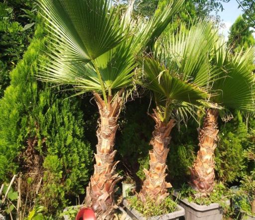 باغ گل سعید کریمی