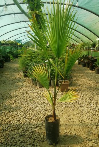 عکس باغ گل سعید کریمی