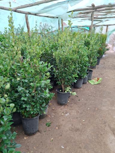 عکس باغ گل سعید کریمی