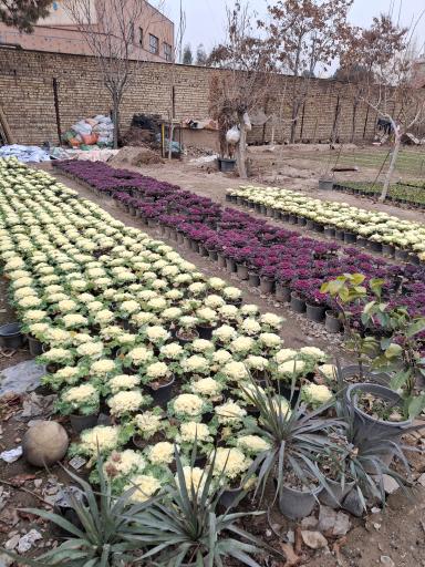 عکس باغ گل سعید کریمی