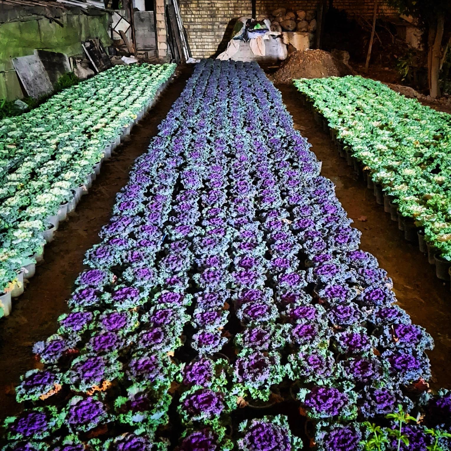 عکس باغ گل کریمی