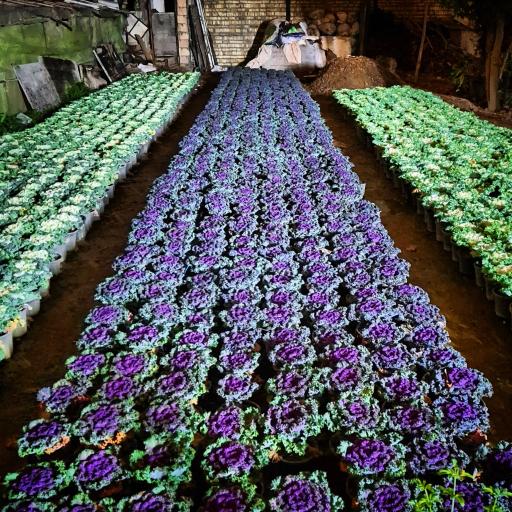 باغ گل سعید کریمی