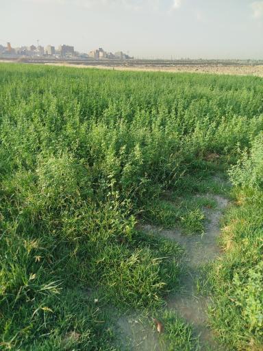 عکس محصولات کشاورزی عرب