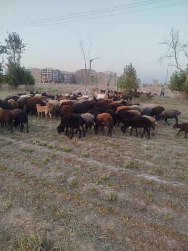 عکس محصولات کشاورزی عرب