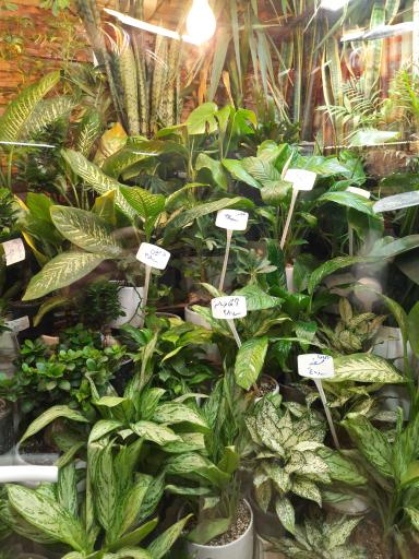 عکس گل فروشی گل پونه