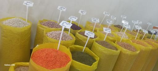 عکس پخش برنج و حبوبات مزرعه(پیری)