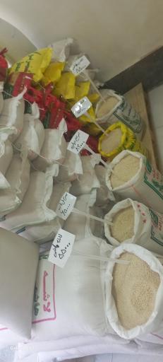 عکس پخش برنج و حبوبات مزرعه(پیری)