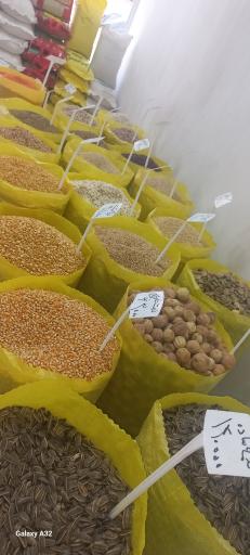 عکس پخش برنج و حبوبات مزرعه(پیری)