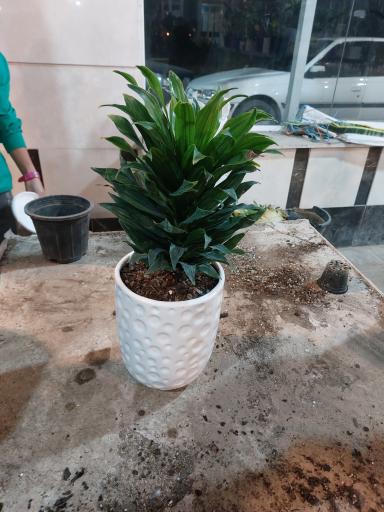 عکس نمایشگاه گل و گیاه مادر