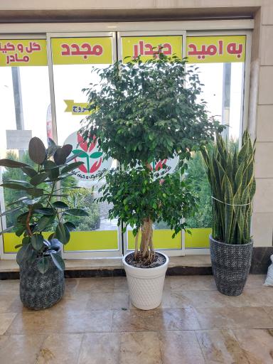 عکس نمایشگاه گل و گیاه مادر