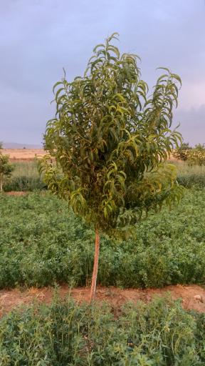 عکس باغ صابر غفاری