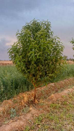 عکس باغ صابر غفاری
