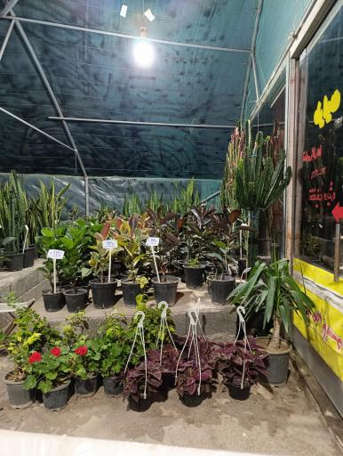 عکس گلخانه طراوت محیط