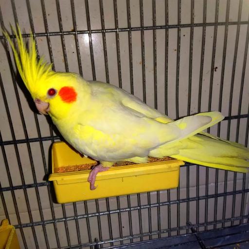 عکس سالن پرورش عروس هلندی (یاکریم)