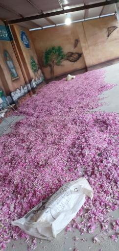 عکس کارگاه گلاب گیری برادران نظری 