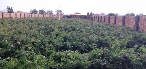 عکس کارگاه گلاب گیری برادران نظری 