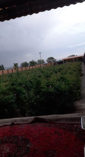 عکس کارگاه گلاب گیری برادران نظری 