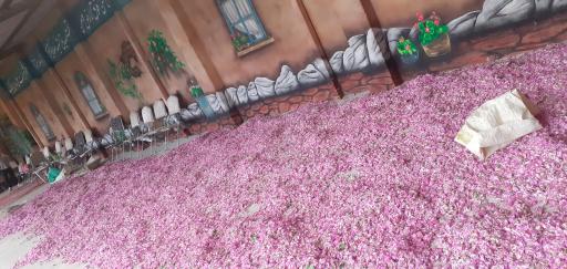 عکس کارگاه گلاب گیری برادران نظری 