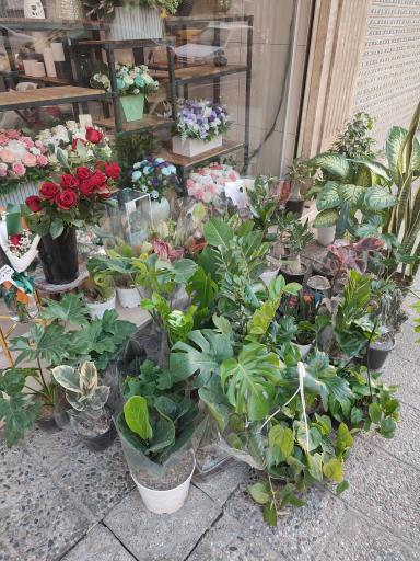 گل و گیاه ارغوان