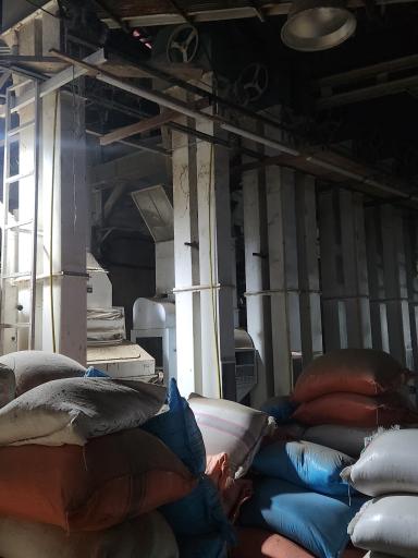 عکس شالیکوبی گنجینه سفید ( حسنی)