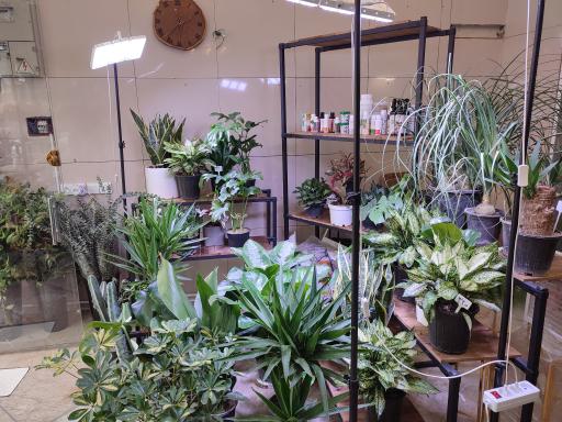 گل و گیاه ارغوان