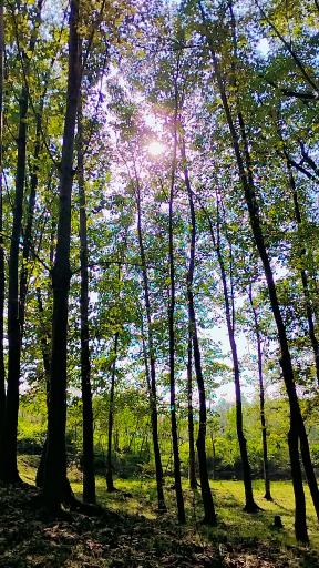 عکس مرزیکلا