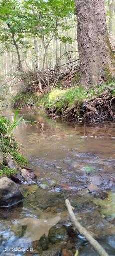 عکس مرزیکلا