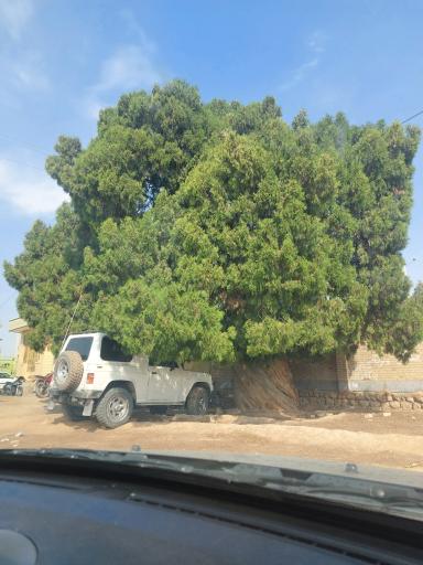 عکس درخت سرو مهرگان ۱۰۰۰ ساله