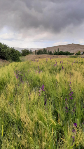 عکس ولیران