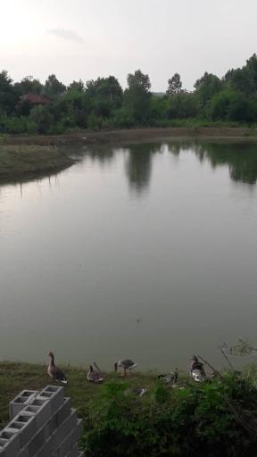 عکس مرزیکلا