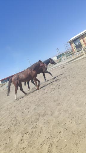 عکس باشگاه اسب سواری اشکان