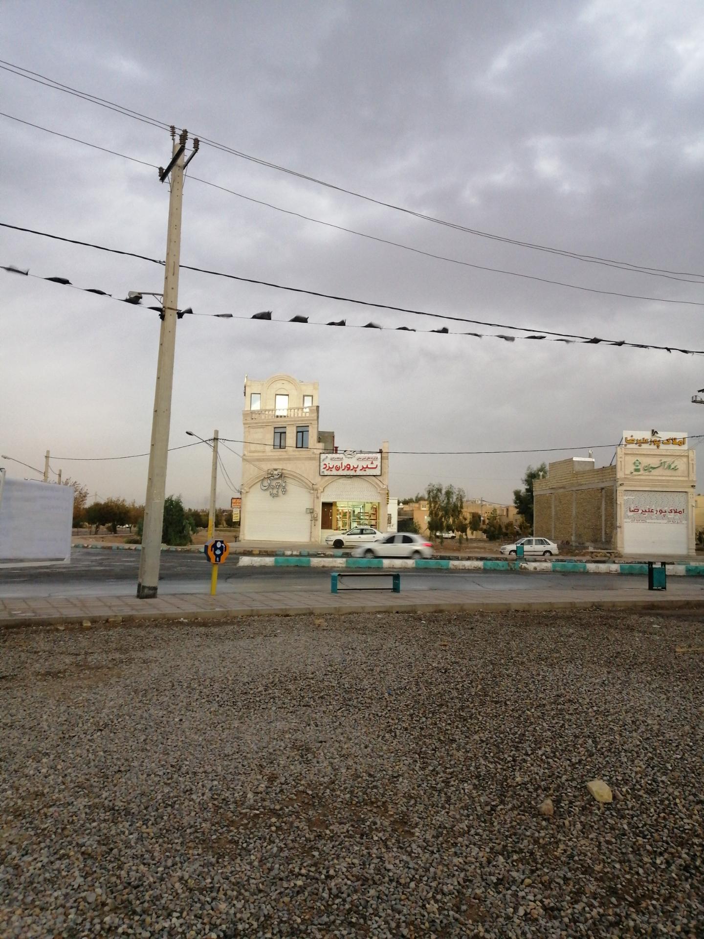 عکس شیر پروان یزد