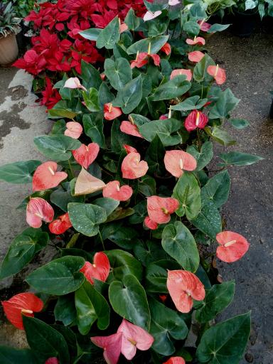 عکس گلکده آرامش