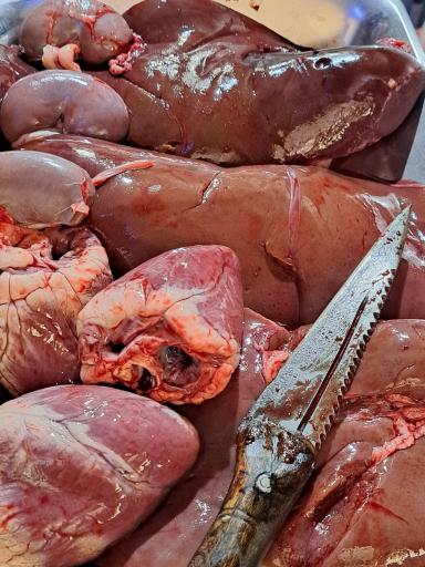 عکس کبابی دبیری