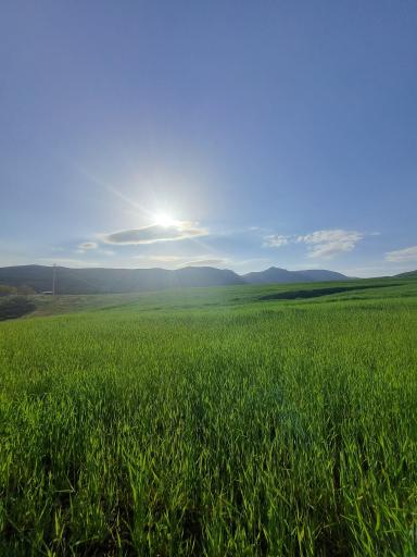 عکس آجین