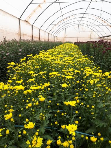 عکس تولیدات گل و گیاه عادلی