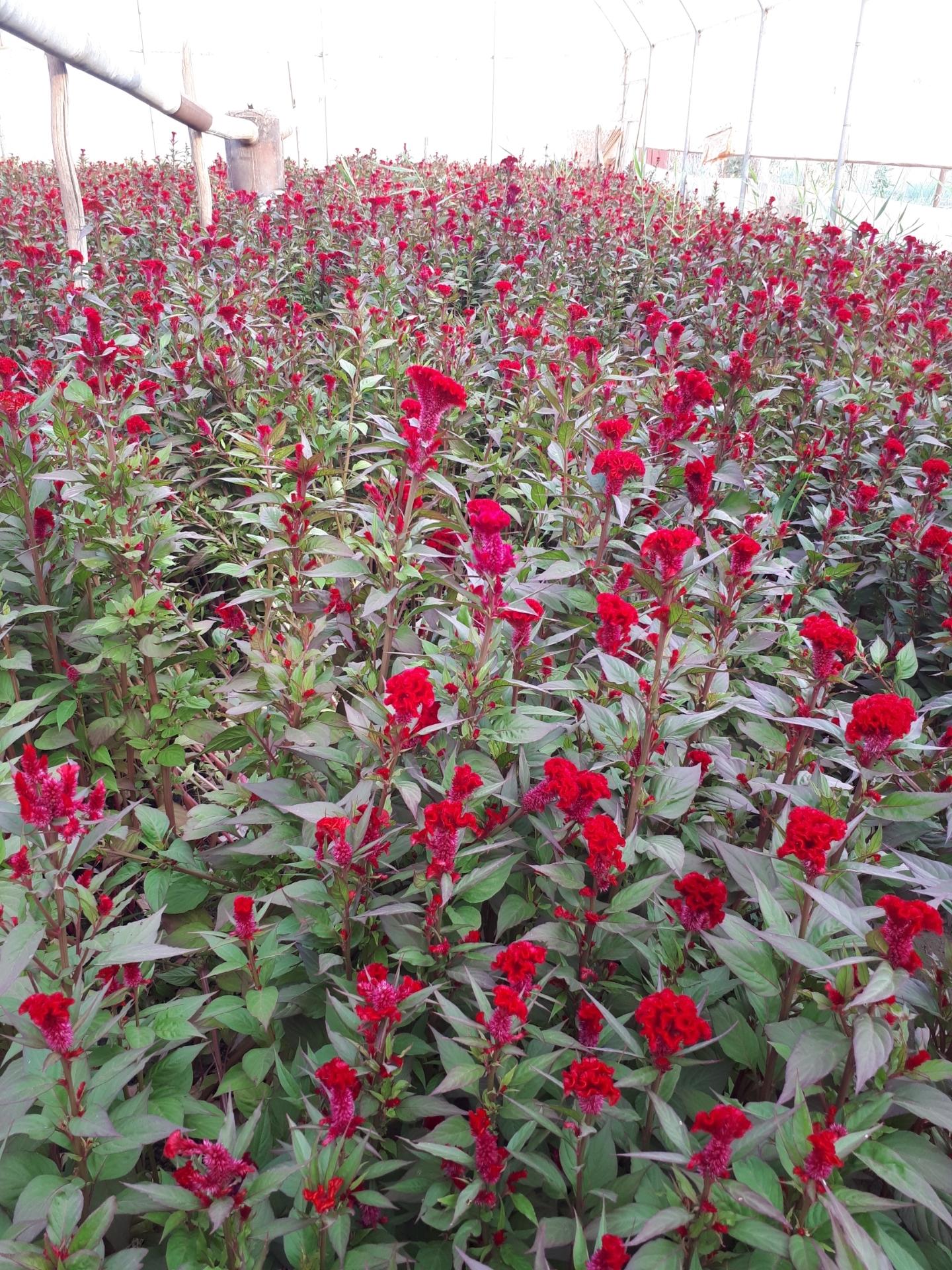 عکس تولیدات گل و گیاه عادلی