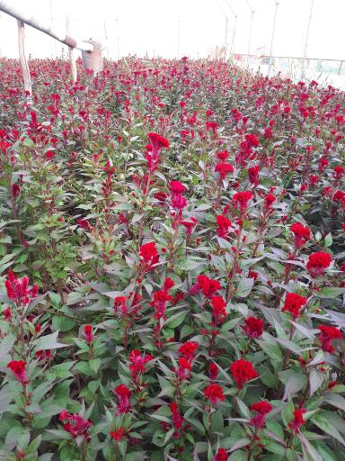 عکس تولیدات گل و گیاه عادلی