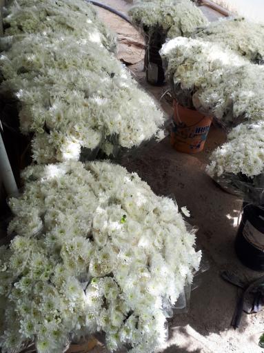 عکس تولیدات گل و گیاه عادلی