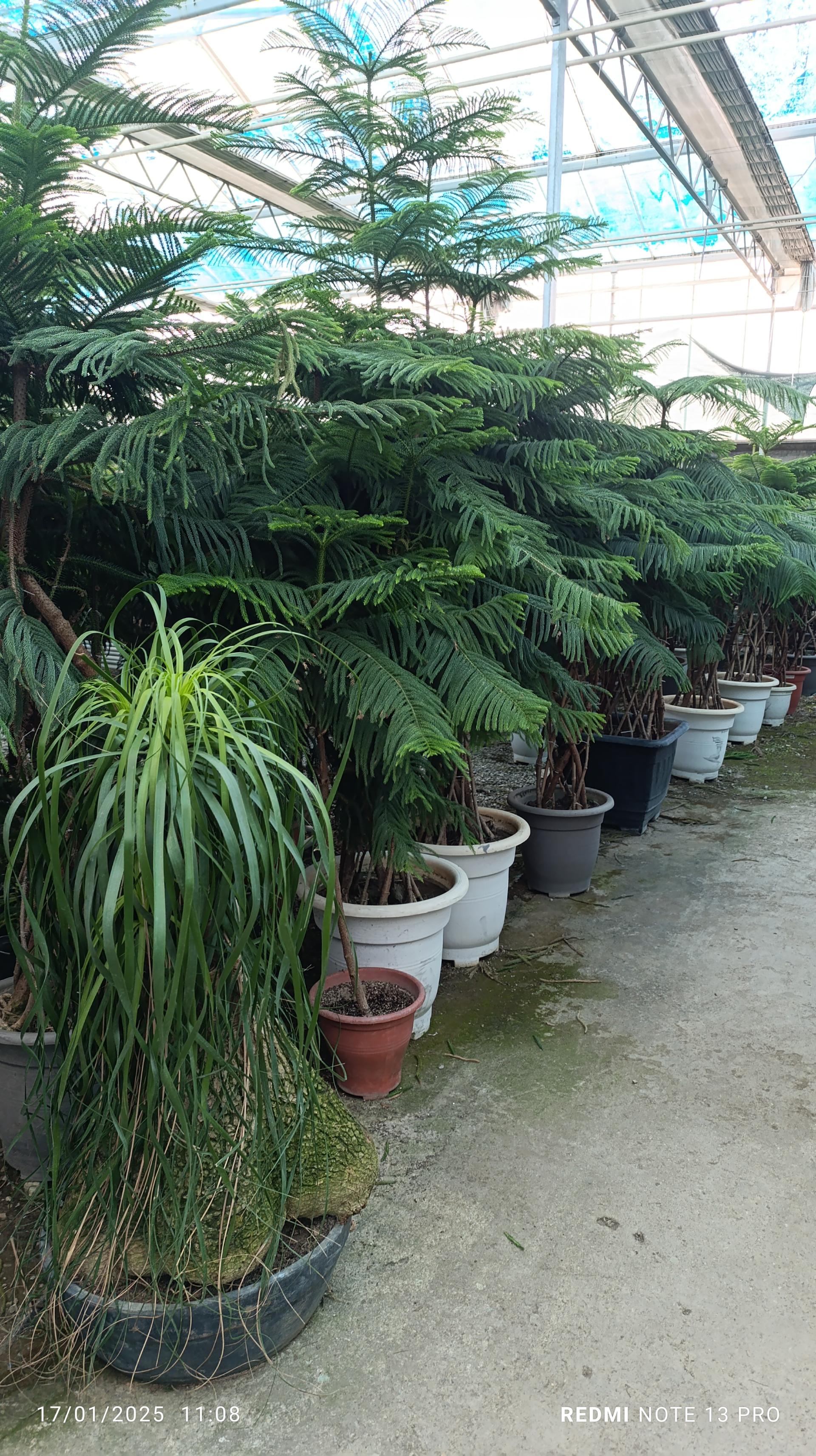 عکس گلفروشی آقای گل 