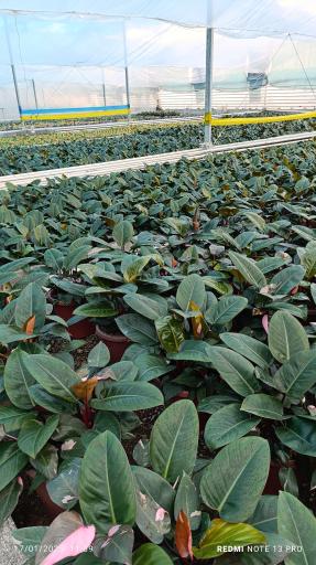 عکس گلفروشی آقای گل 