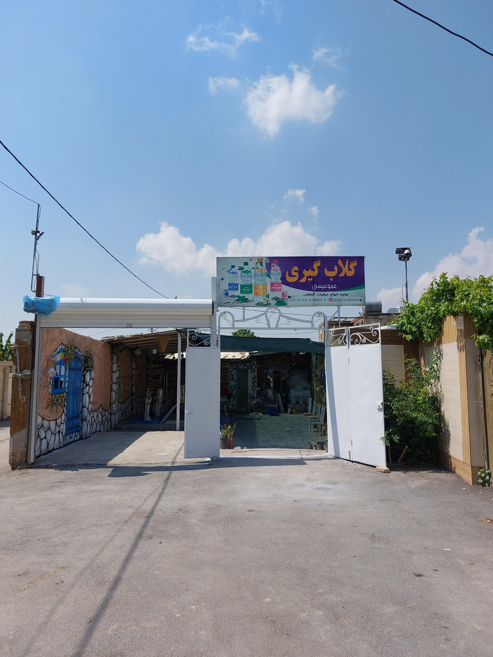 عکس گلاب گیری عمو عیسی 