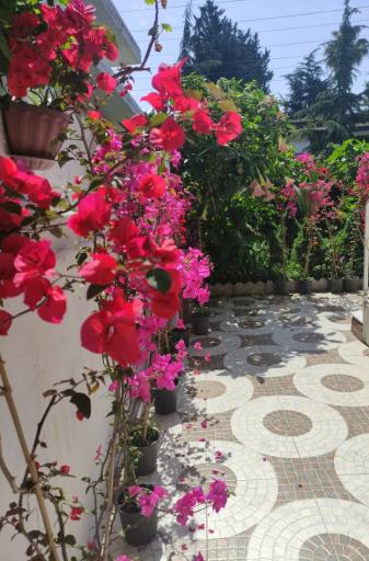 عکس دوخوابه رضا شفیعی